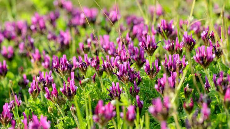 Benefits of incorporating Astragalus membranaceus