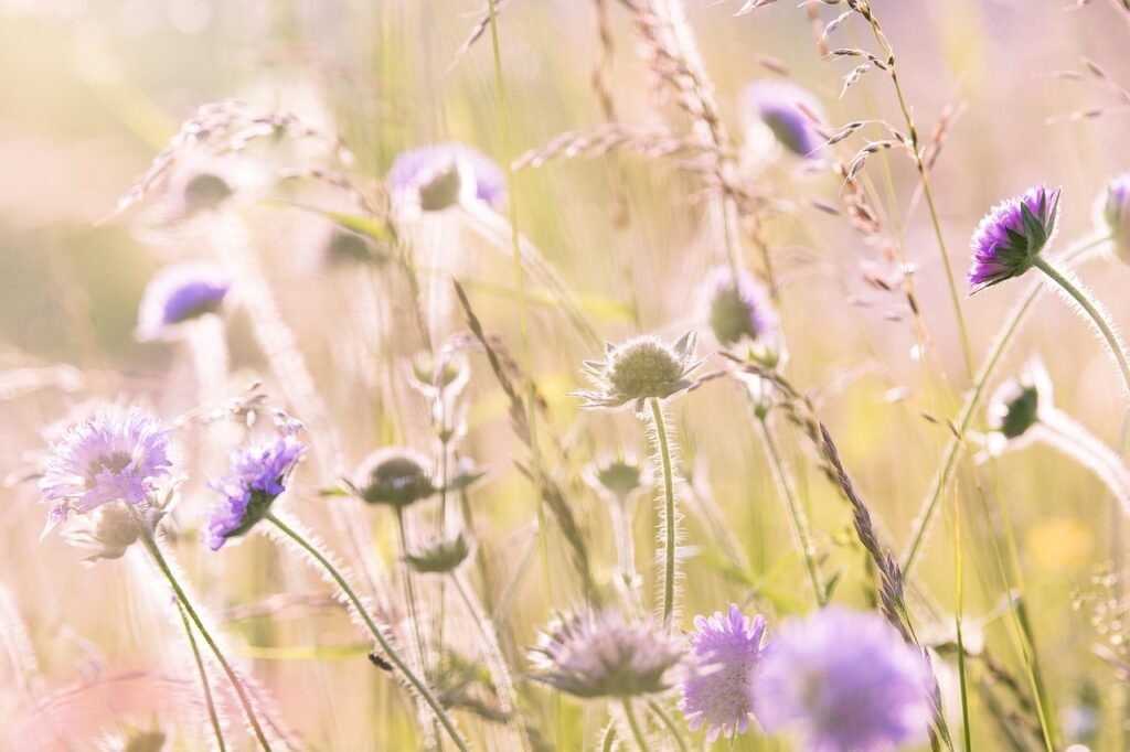 meadow flowers, field flowers, summer-1406846.jpg